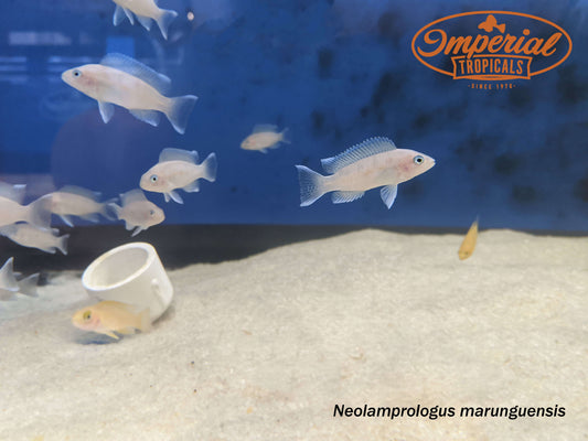 White Tip Cichlid