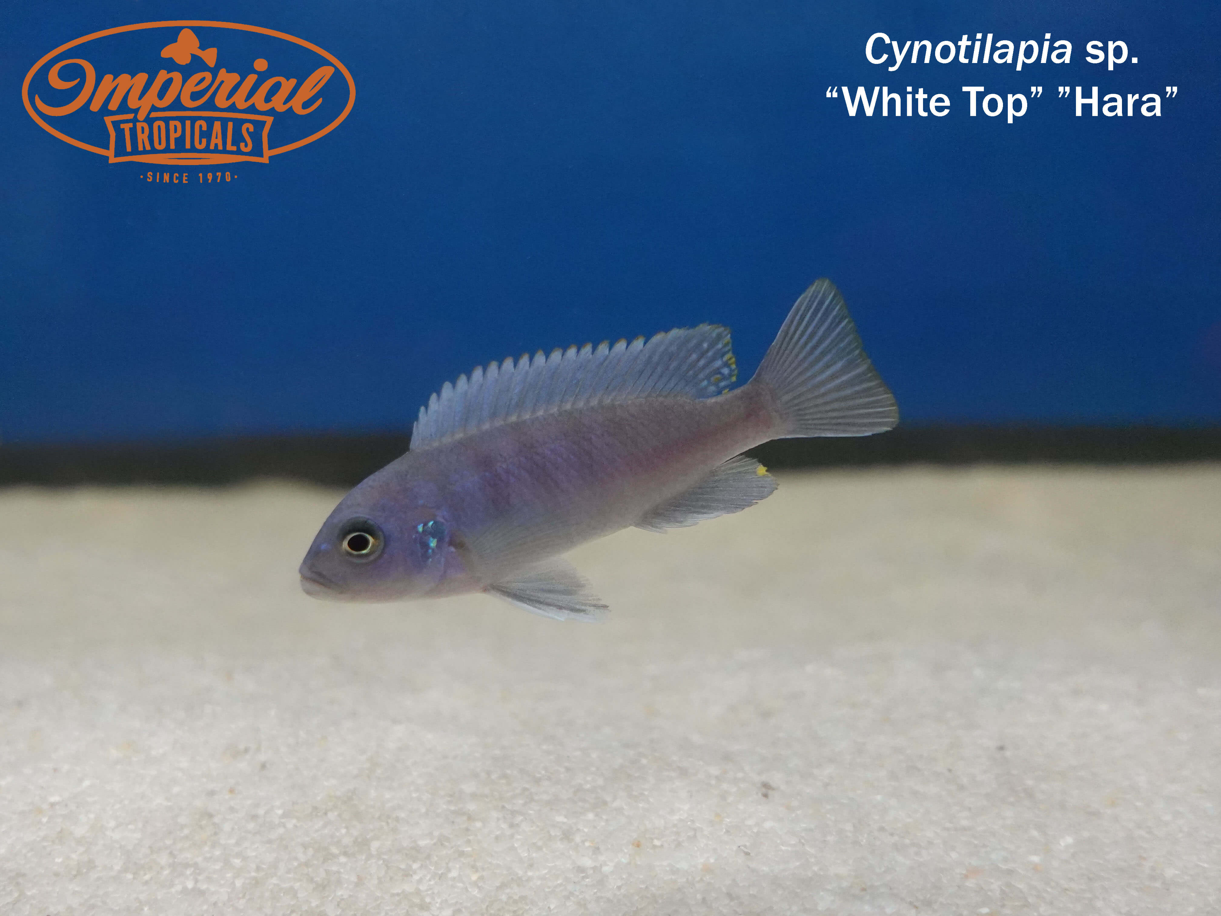 White Top Hara (Cynotilapia sp.) - shop Imperial Tropicals