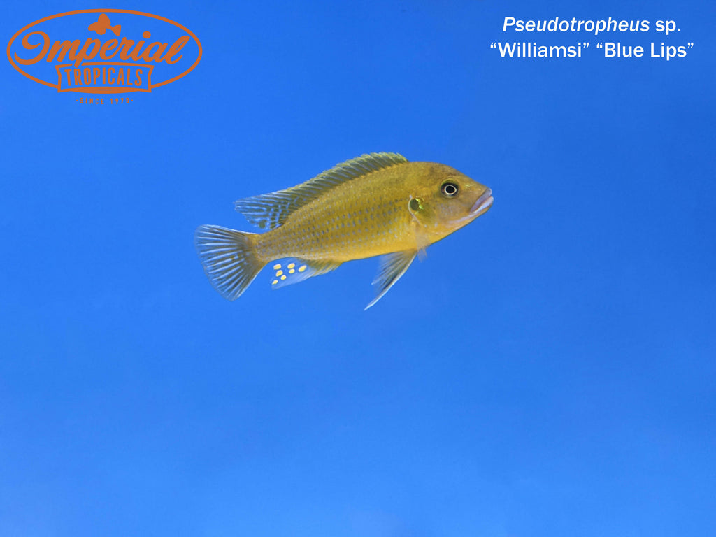 Williamsi Blue Lips (Pseudotropheus sp.) Imperial Tropicals