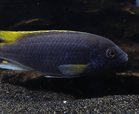 Yellow Tail Acei
