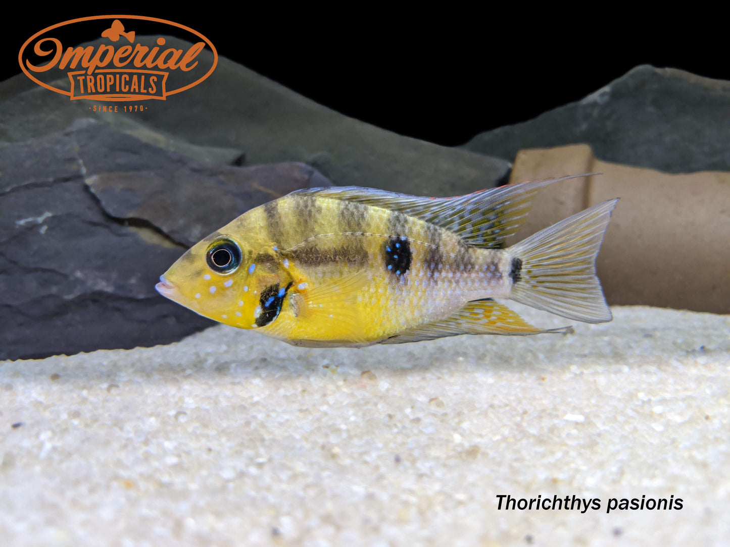Yellow Firemouth Cichlid