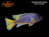 Yellow Tail Acei