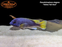 Yellow Tail Acei