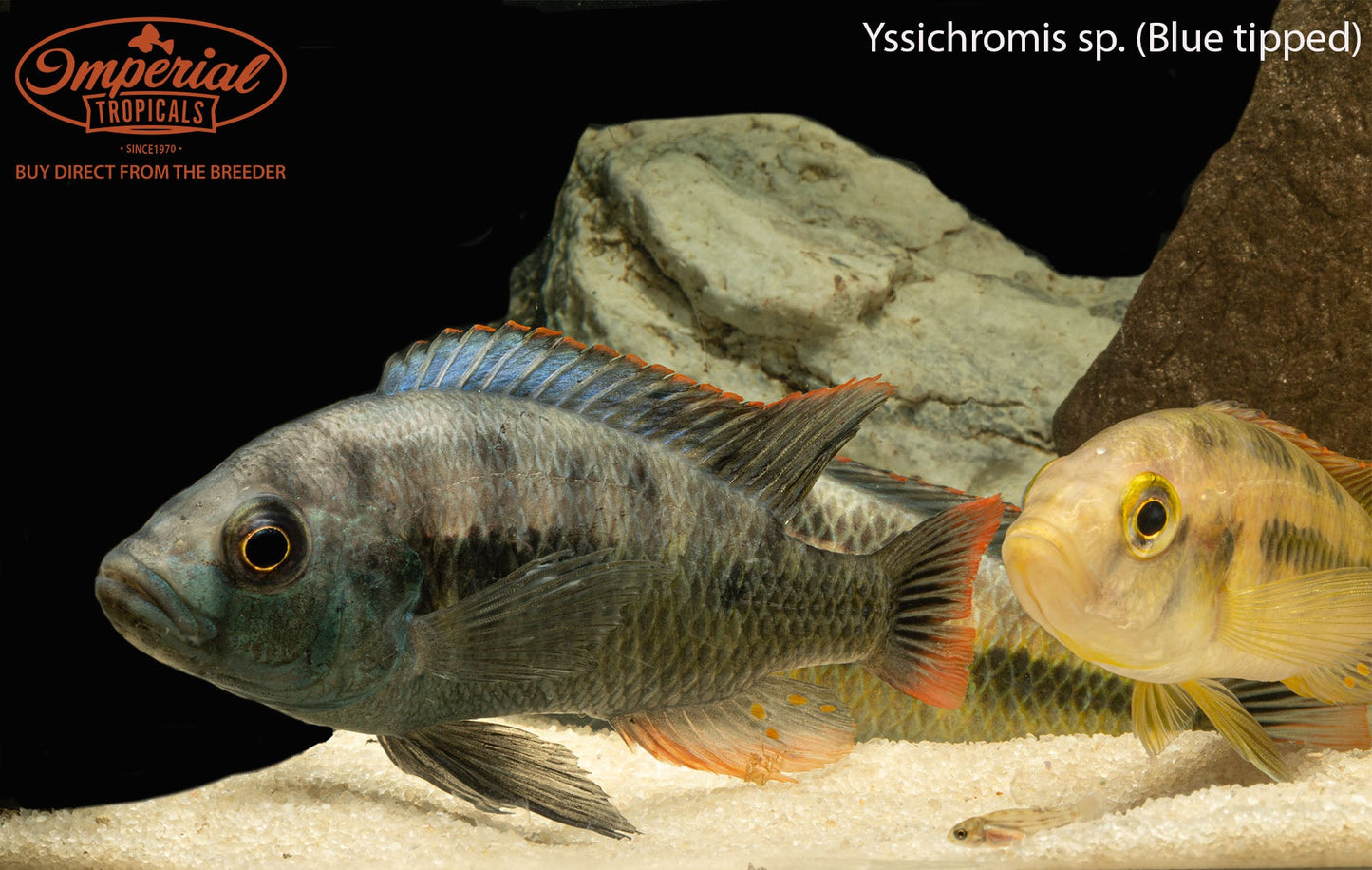 Yssichromis sp. ‘blue tipped’
