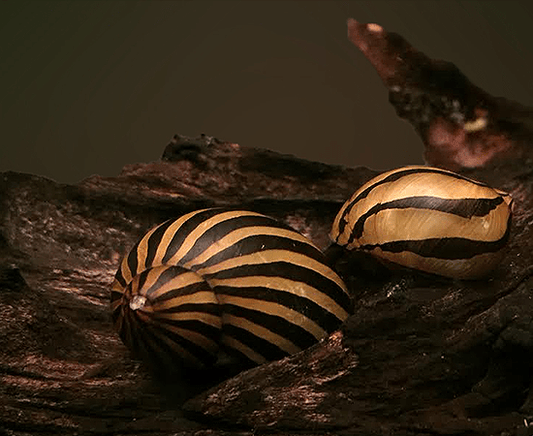 Zebra Nerite Snail (Neritina natalensis) - Imperial Tropicals