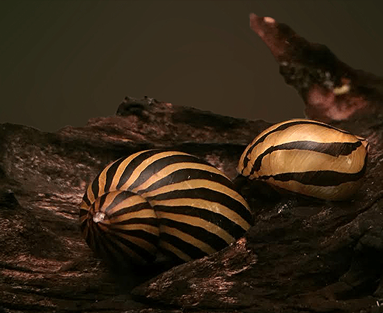 B-Grade Nerite Snail (Neritina natalensis) - Imperial Tropicals