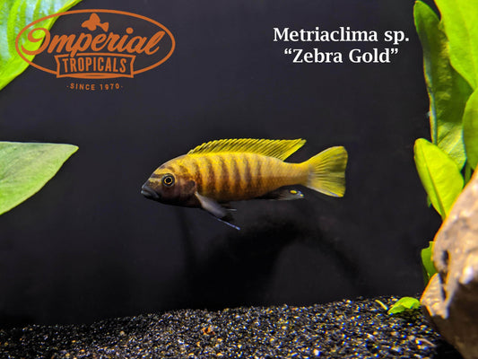 Zebra Gold "Kawanga"