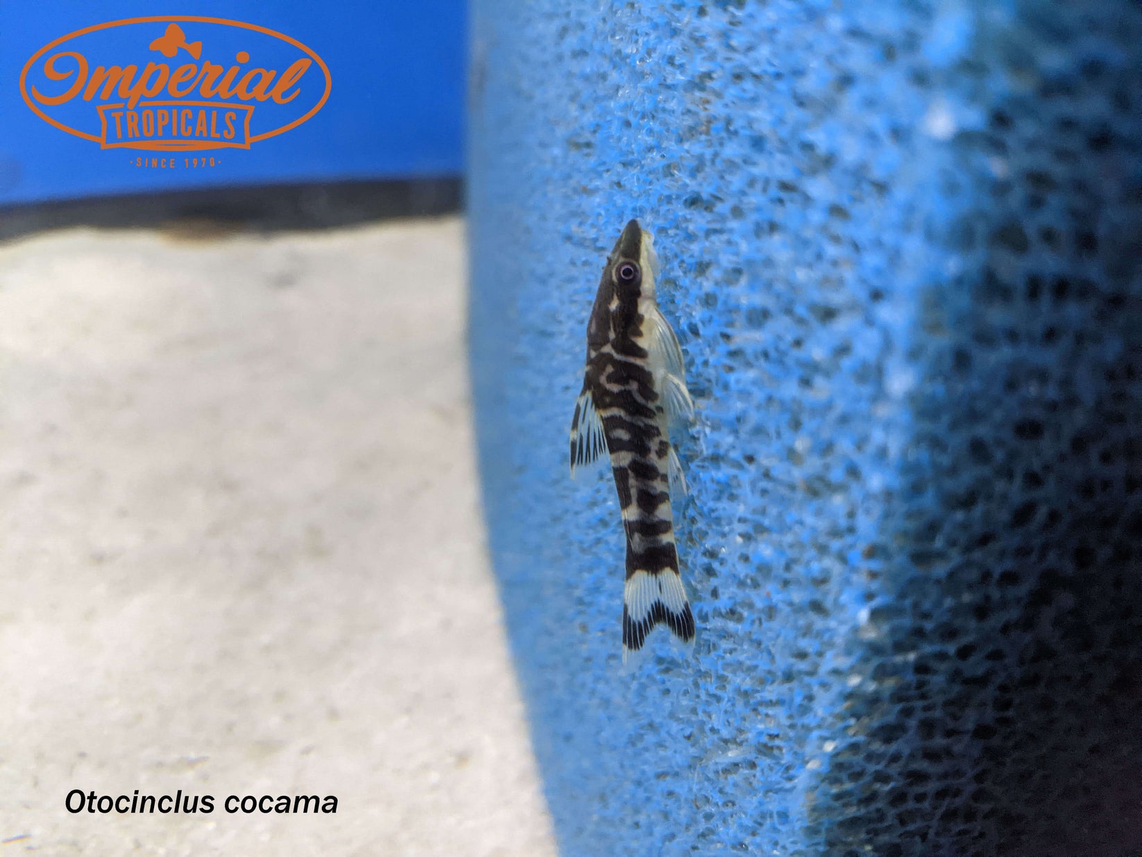 Zebra Oto (Otocinclus cocama) shop Imperial Tropicals