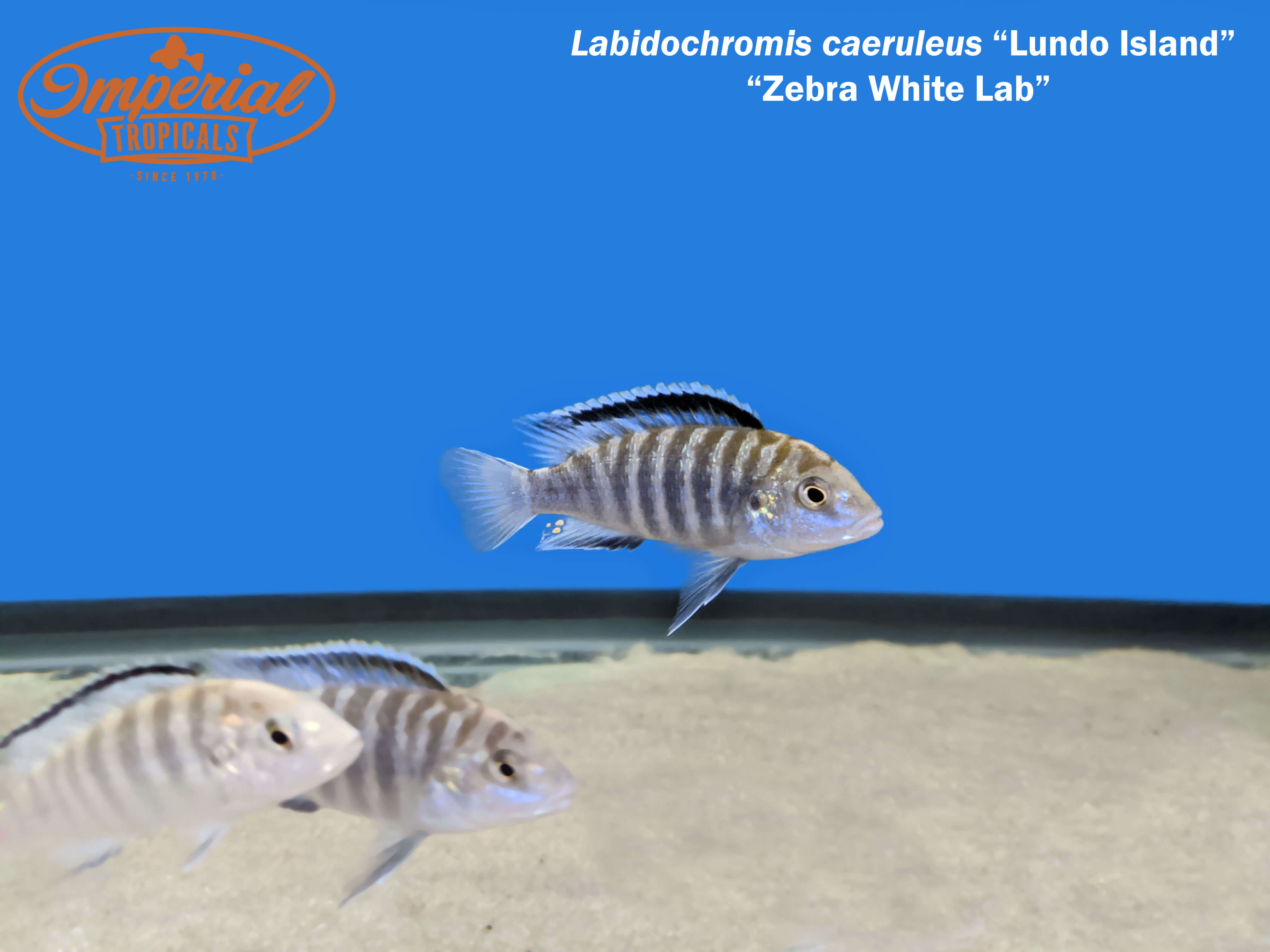 Zebra White Lab Lundo Island (Labidochromis caeruleus) - shop