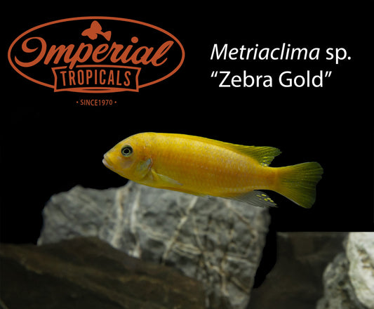 Zebra Gold "Mundola"