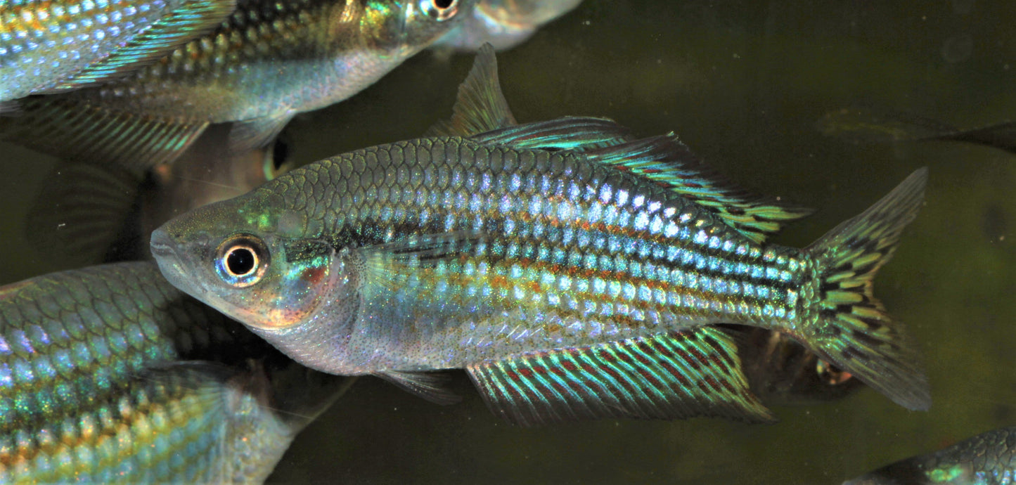 Adelaide River Rainbowfish (Melanotaenia splendida) - Imperial Tropicals