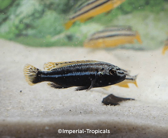 Malawi Golden Cichlid (Melanochromis auratus) - Imperial Tropicals