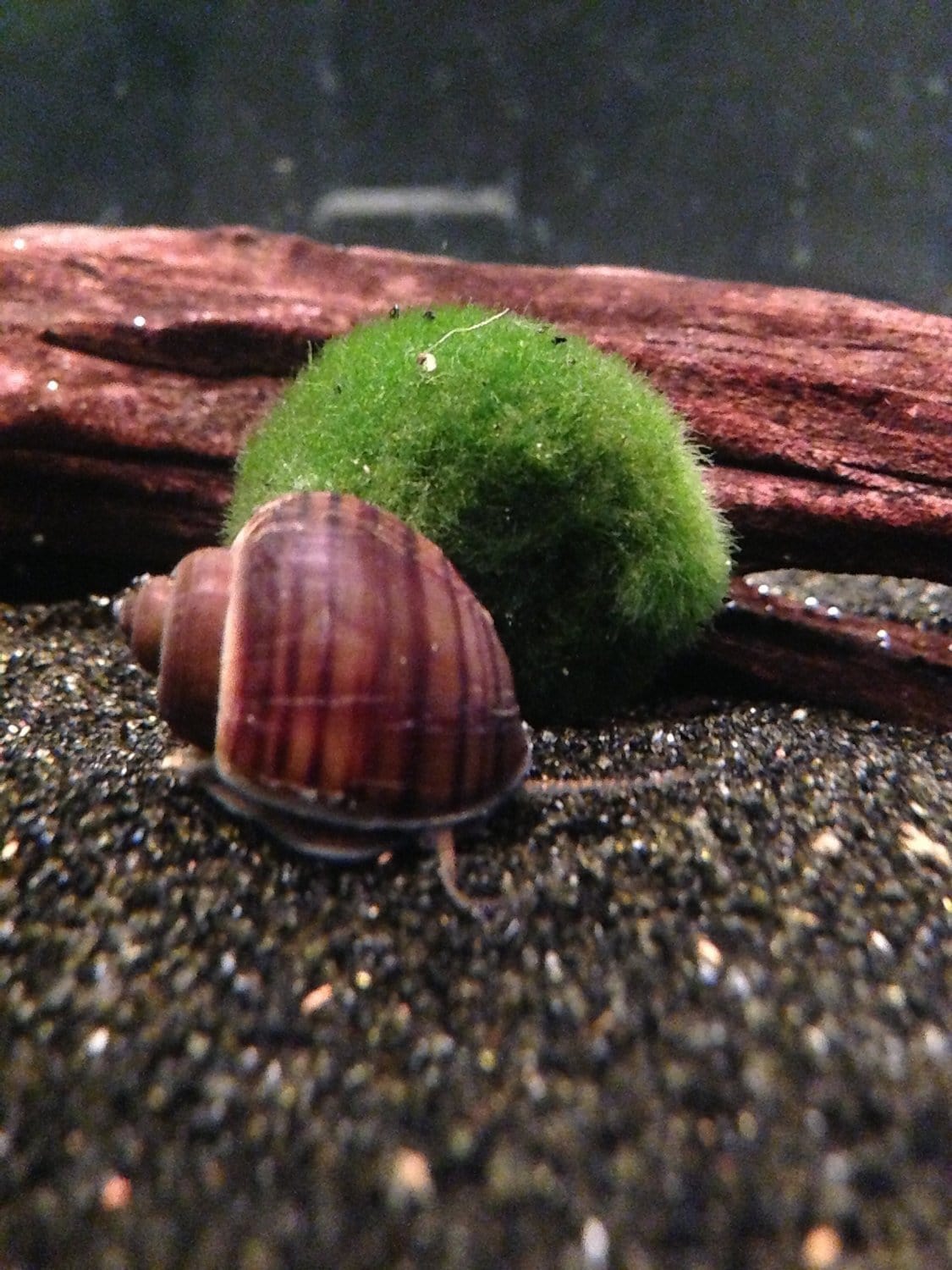 B-Grade Mystery Snail (Pomacea bridgesii) - Imperial Tropicals