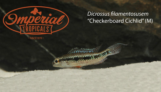 Checkerboard Cichlid