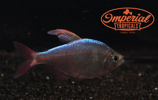 Red and Blue Colombian Tetra