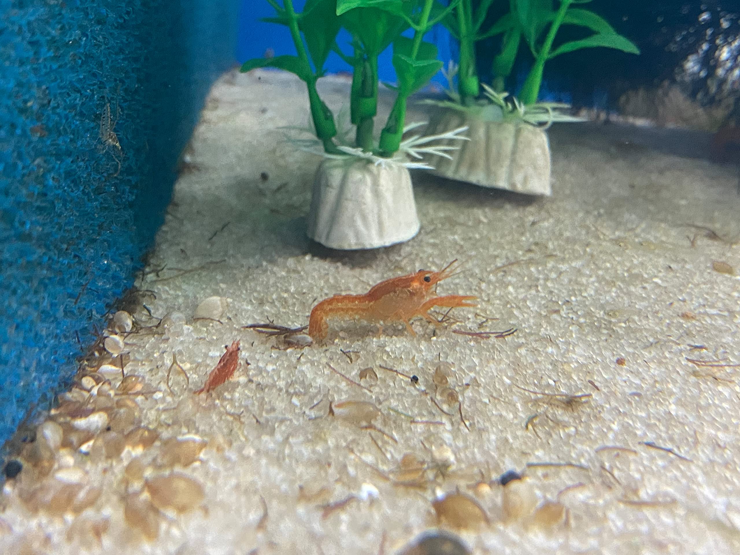 Mexican Dwarf Orange Crayfish Cambarellus patzcuarenis var