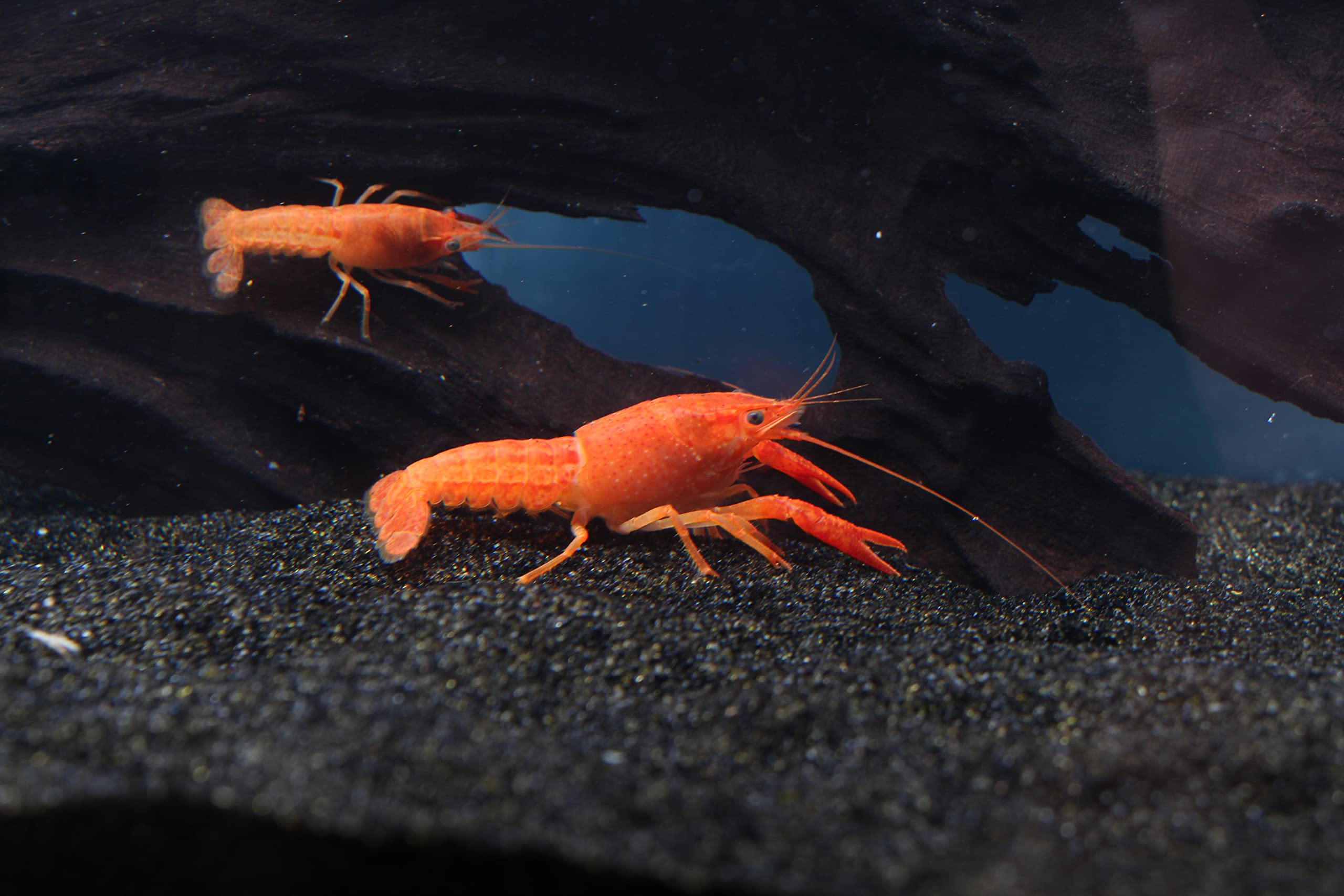 Mexican Dwarf Orange Crayfish Cambarellus patzcuarenis var