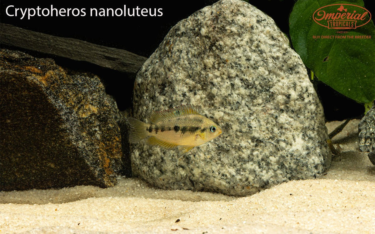Cryptohroe Cryptoheros nanoluteus - shop Imperial Tropicals
