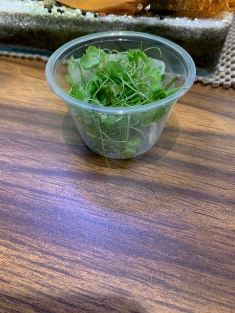 Japanese Dwarf Pennywort