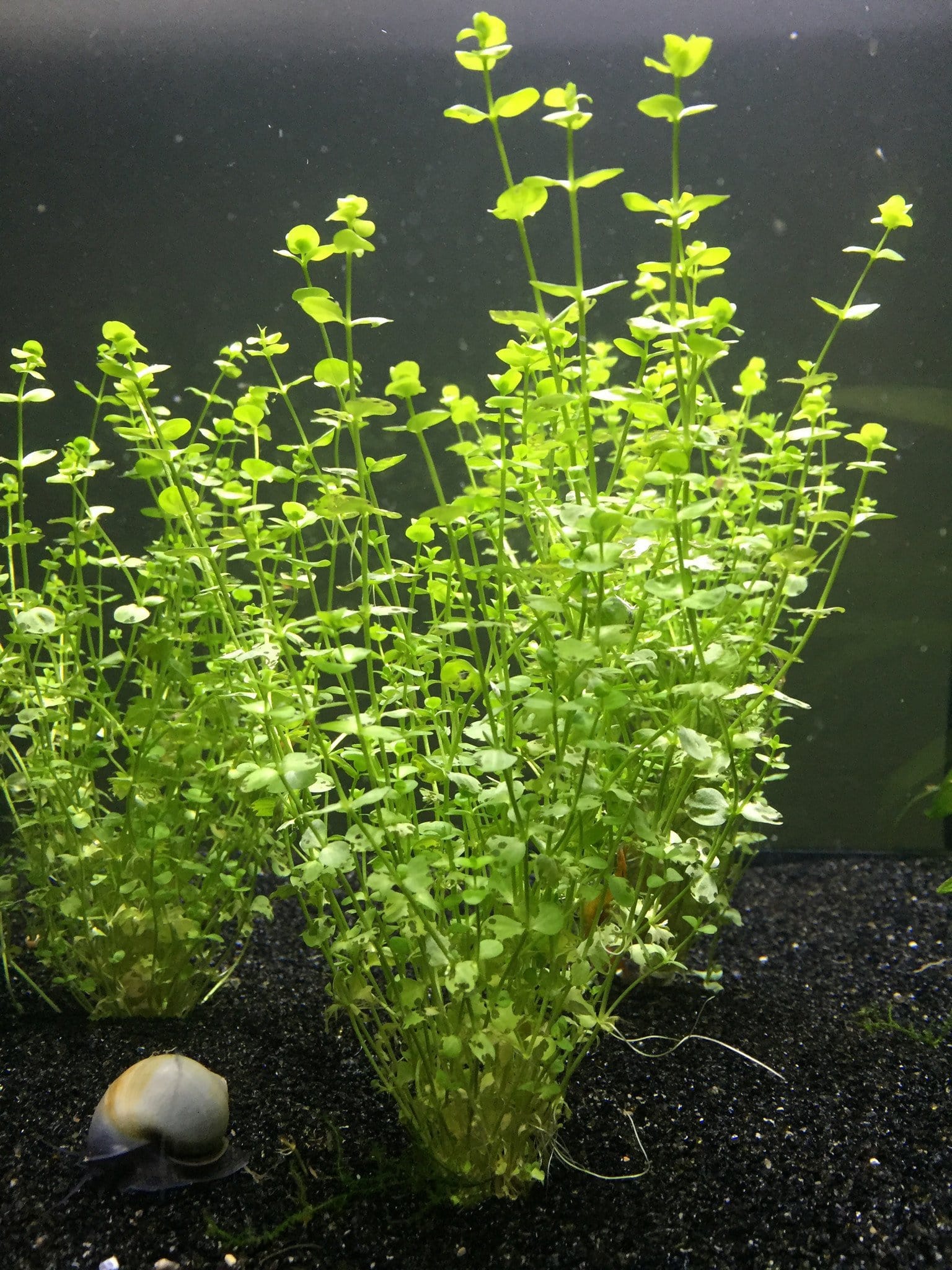 Baby Tears (Hemianthus callitrichoides) - Imperial Tropicals