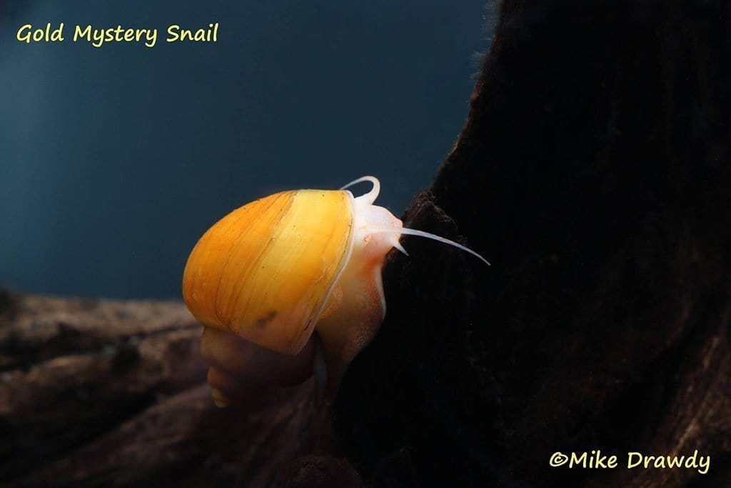 B-Grade Mystery Snail (Pomacea bridgesii) - Imperial Tropicals