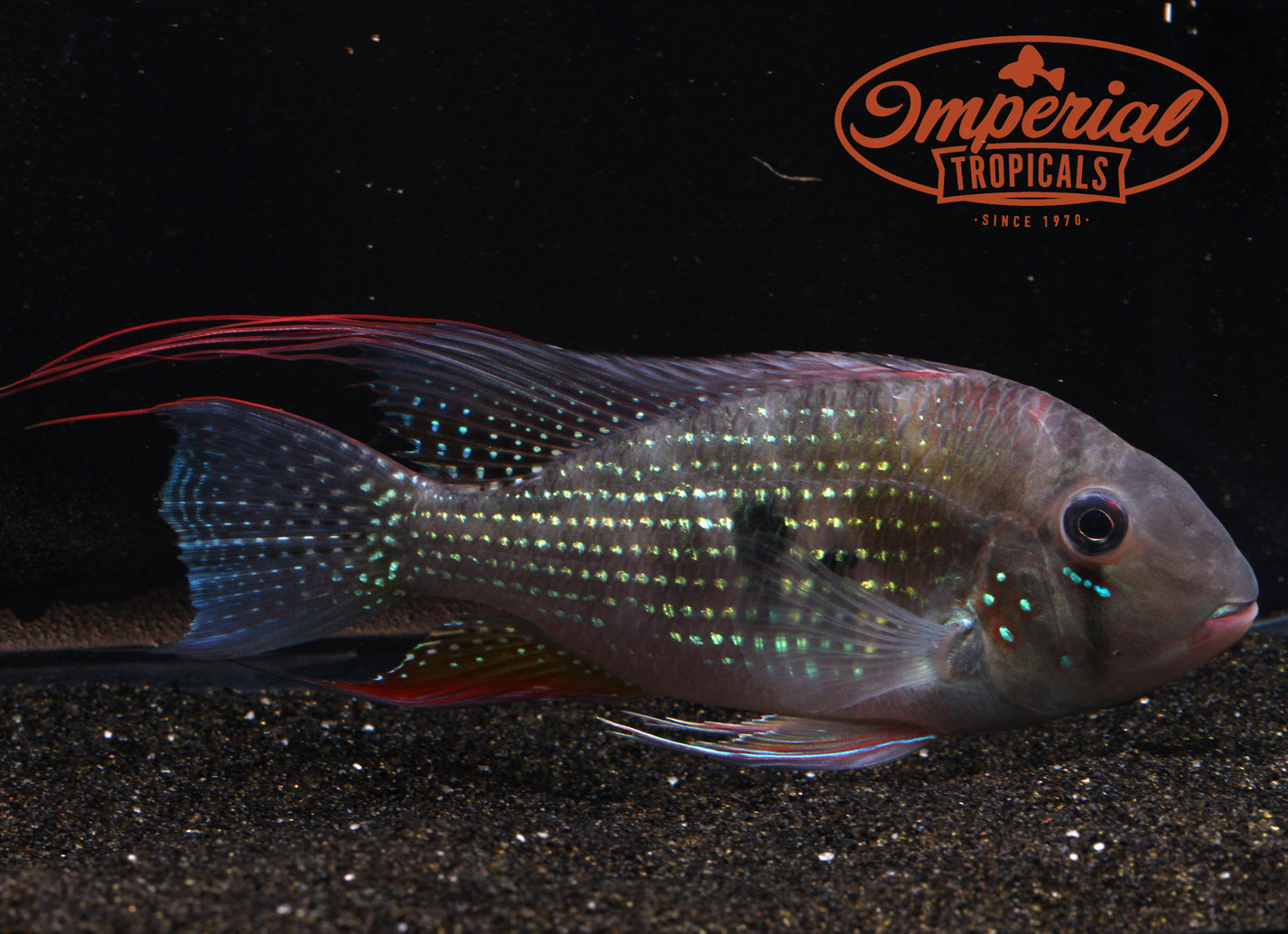 Threadfin Acara (Acarichthys heckelii) shop Imperial Tropicals