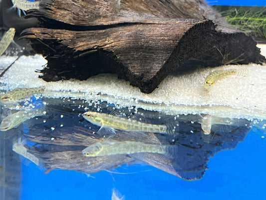 Swamp Darter βGreen Swampβ