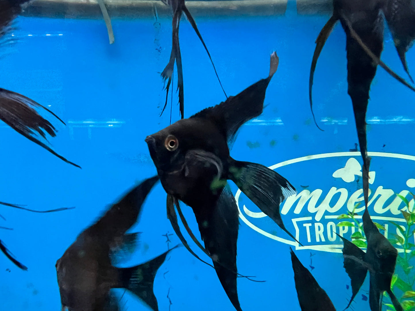 Black Veil-Tail Angelfish