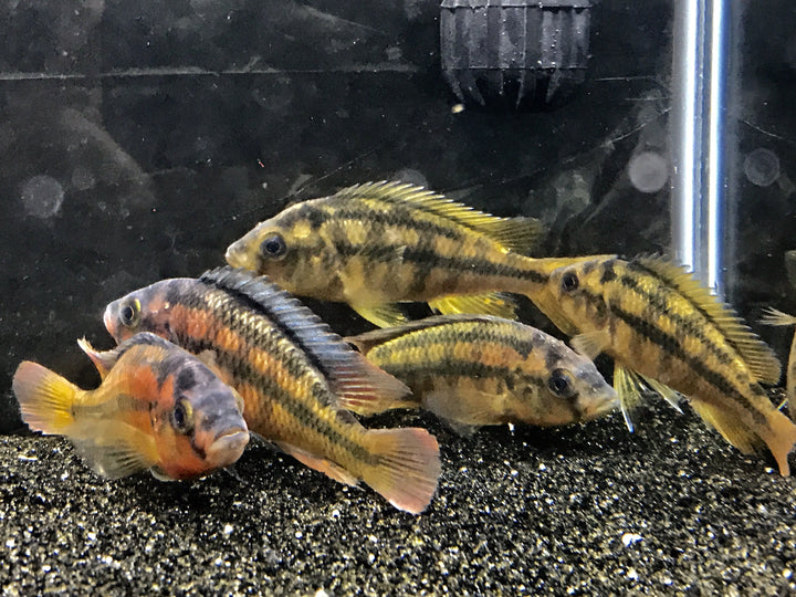Lake Victoria cichlids – Imperial Tropicals