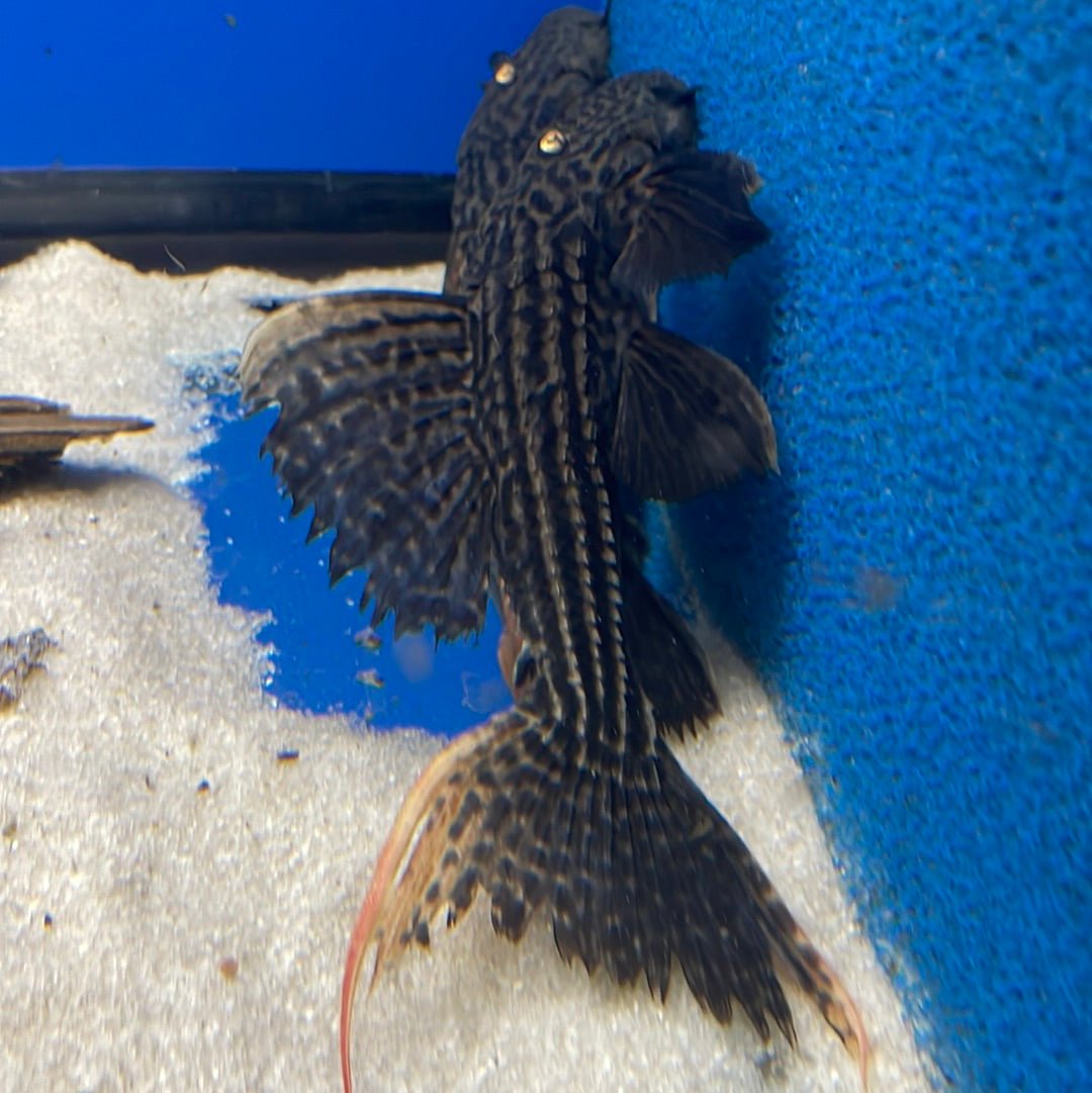 L025 Scarlet Cactus Pleco (Pseudacanthicus pirarara) - shop Imperial ...