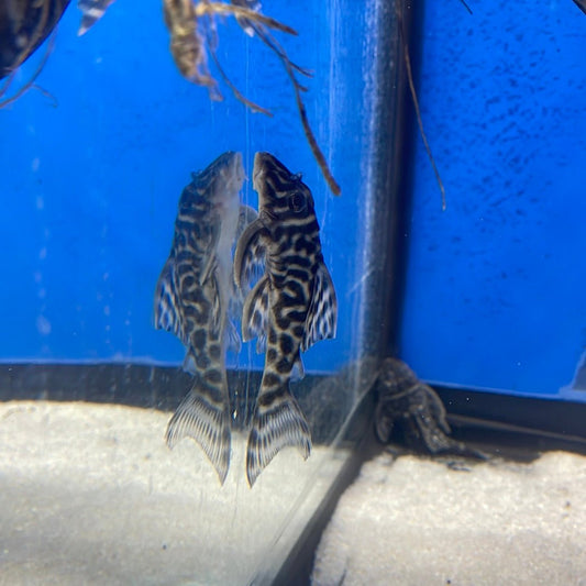 L333 Black & White King Tiger Pleco