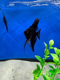 Black Angelfish