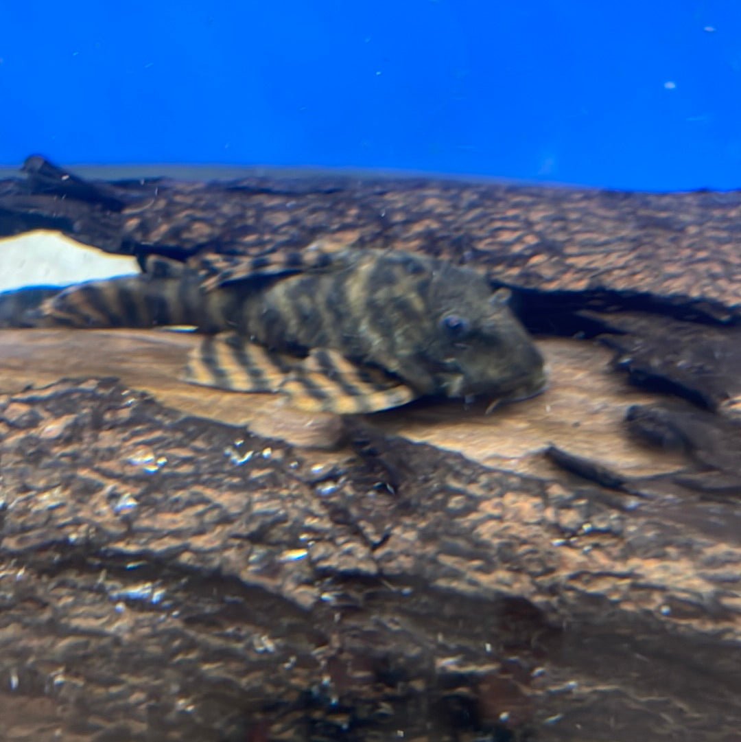 L271 Red Flame Pleco