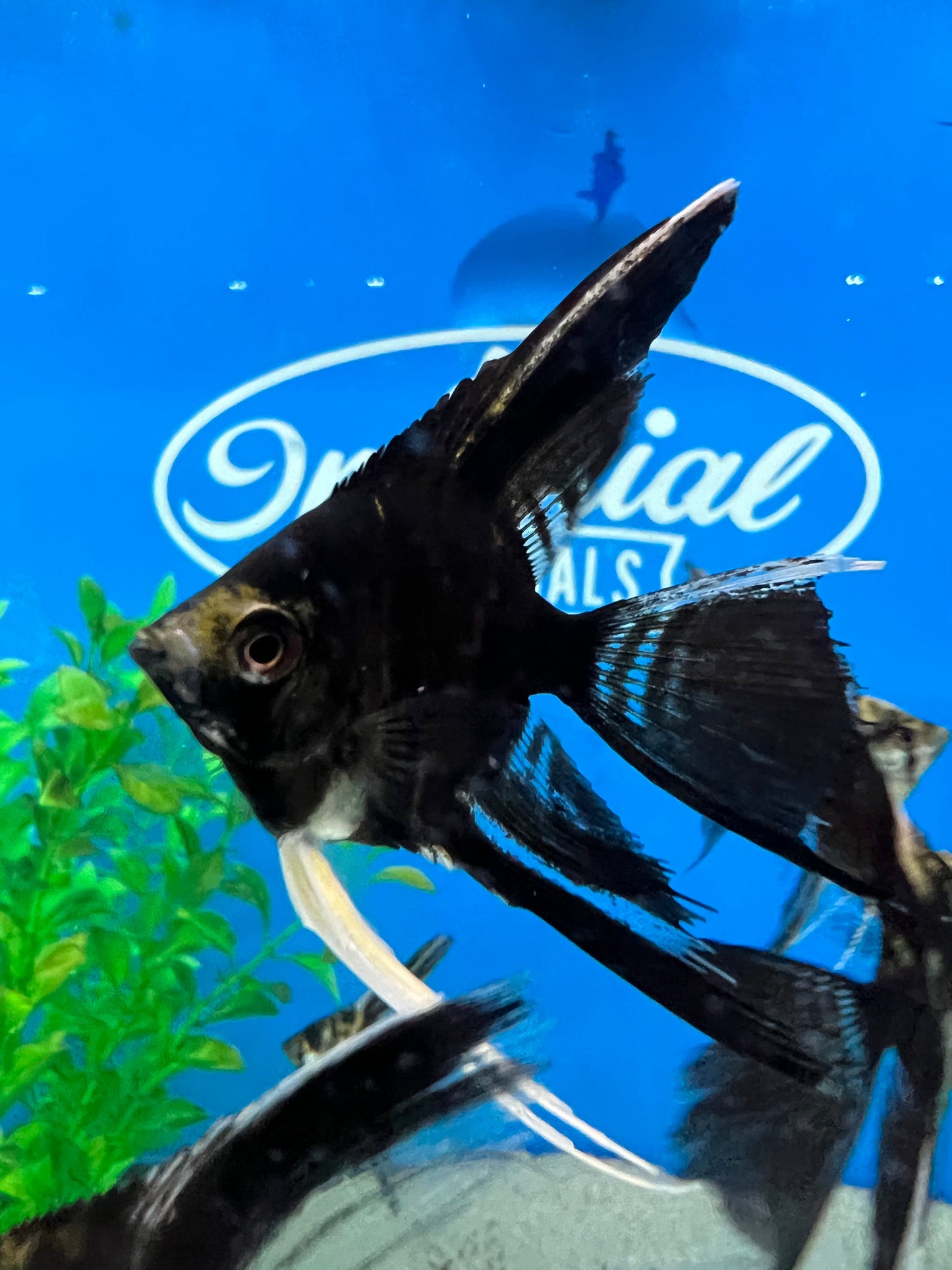 Black Marble Veil-Tail Angelfish