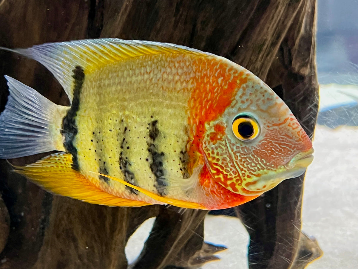 Red Shoulder Severum (Heros sp. Rotkeil) - shop Imperial Tropicals