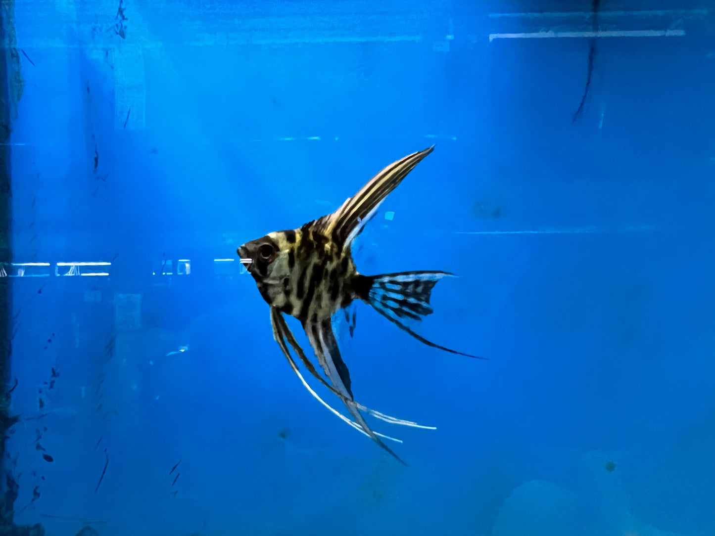 Assorted Veil-Tail Angelfish