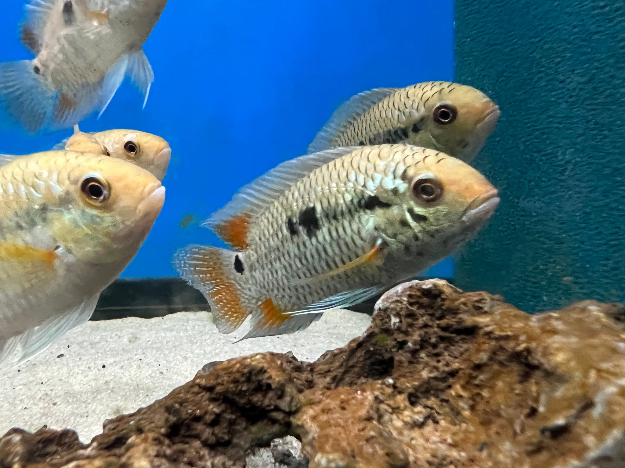 Cichlasoma dimerus - shop Imperial Tropicals