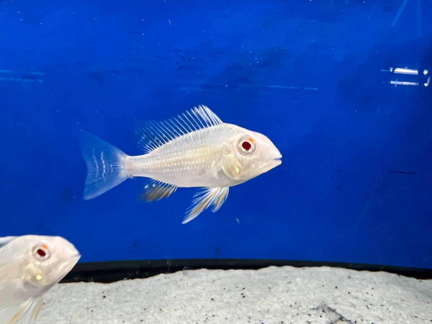 Albino Threadfin Acara (Acarichthys heckelii) shop Imperial Tropicals