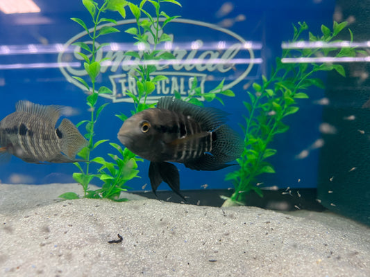 Amazon Cichlid