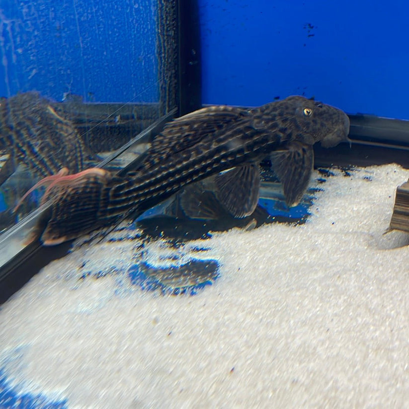 L025 Scarlet Cactus Pleco (Pseudacanthicus pirarara) - shop Imperial ...