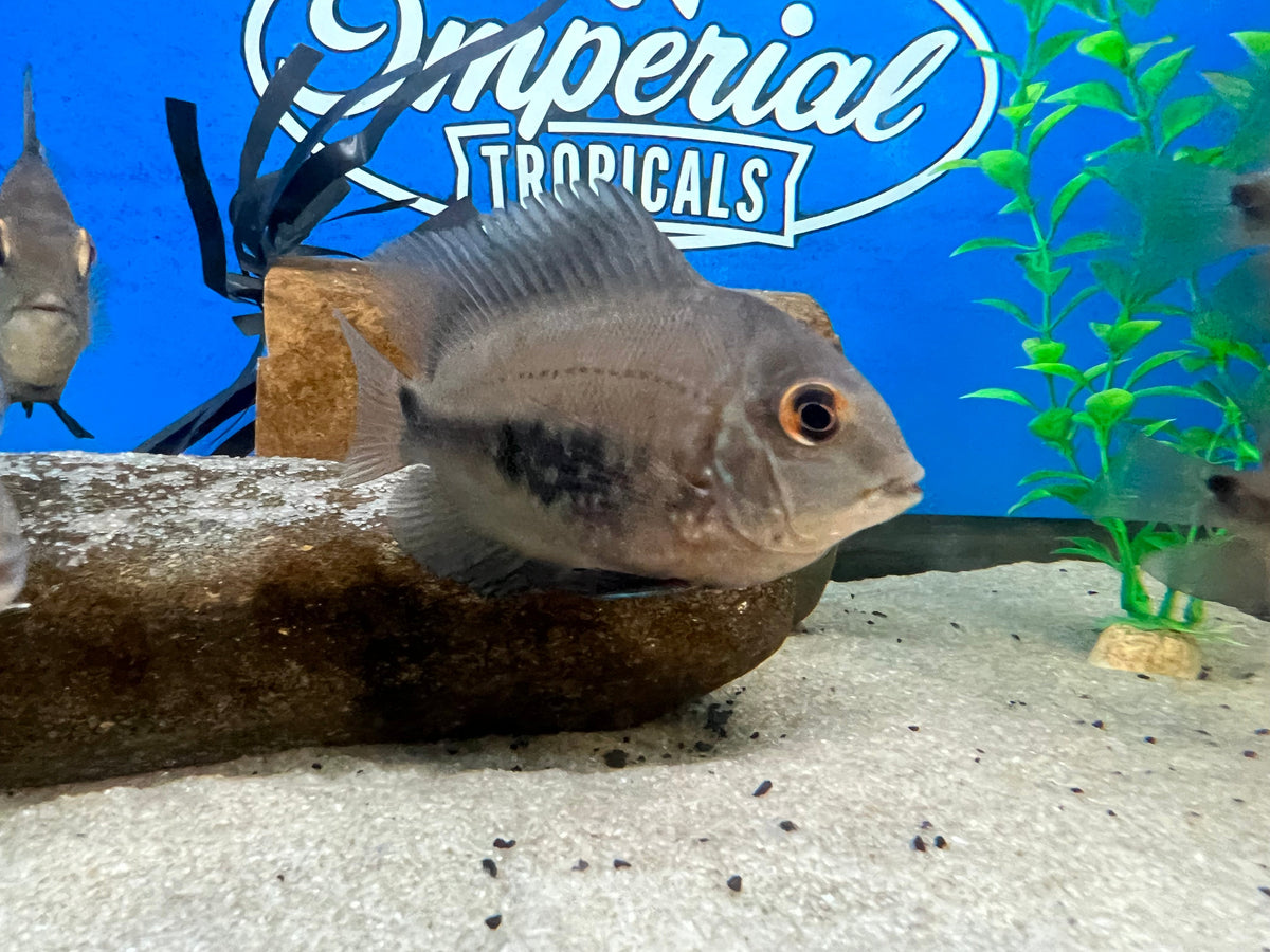 Triangle Cichlid (Uaru amphiacanthoides) - shop Imperial Tropicals