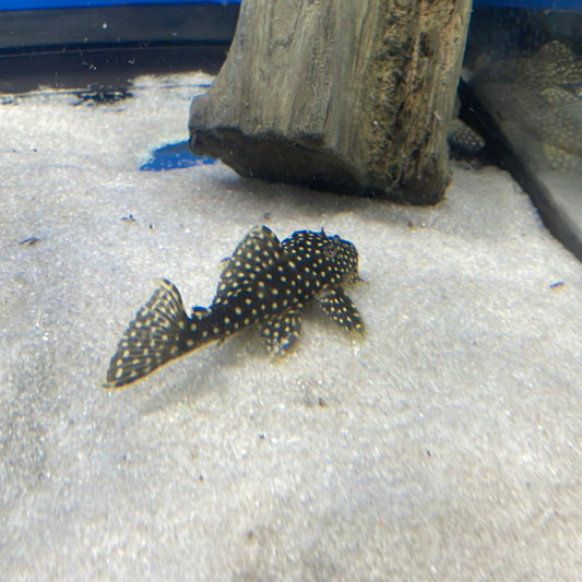 L029 Galaxy Pleco