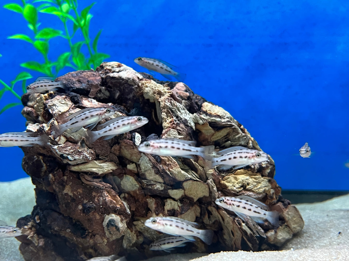 Chalinochromis sp. Ndobnoi