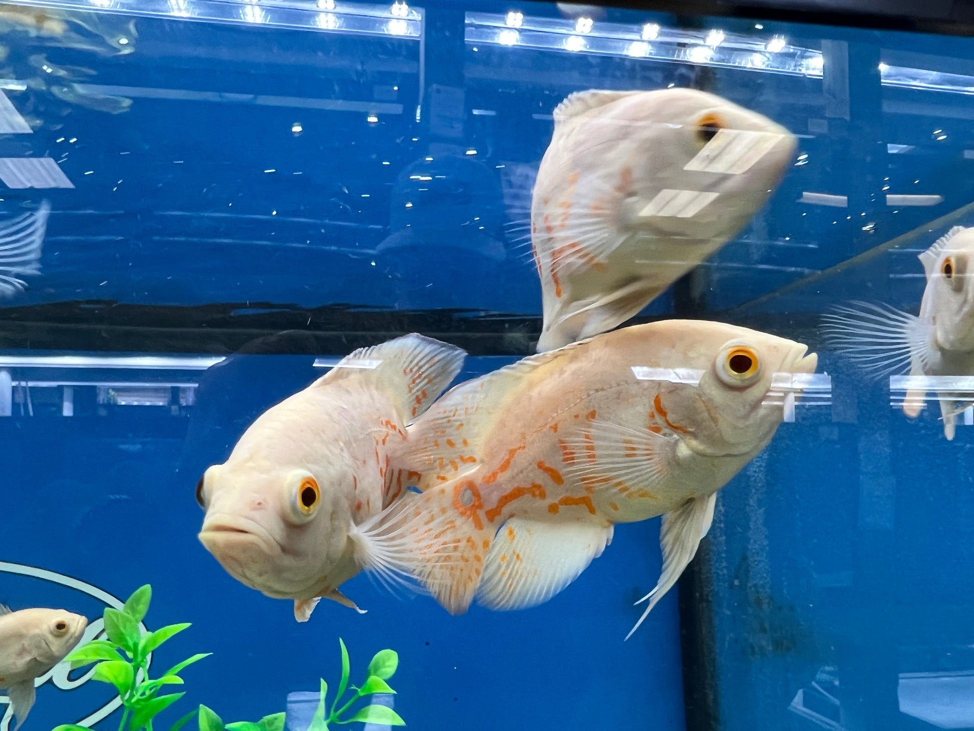 Albino Oscar