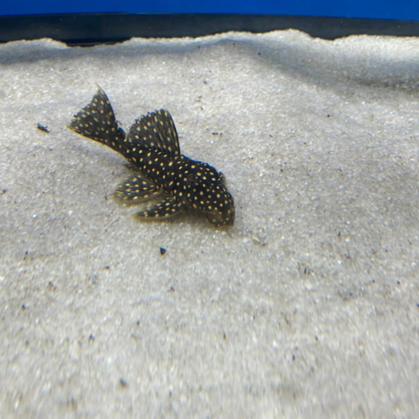 L007 Galaxy Pleco (Leporacanthicus cf. galaxias) - shop Imperial Tropicals