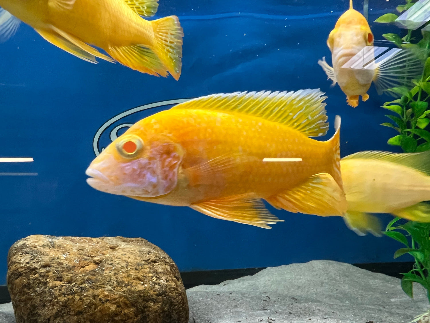  WorldwideTropicals Live Freshwater Aquarium Fish - (6