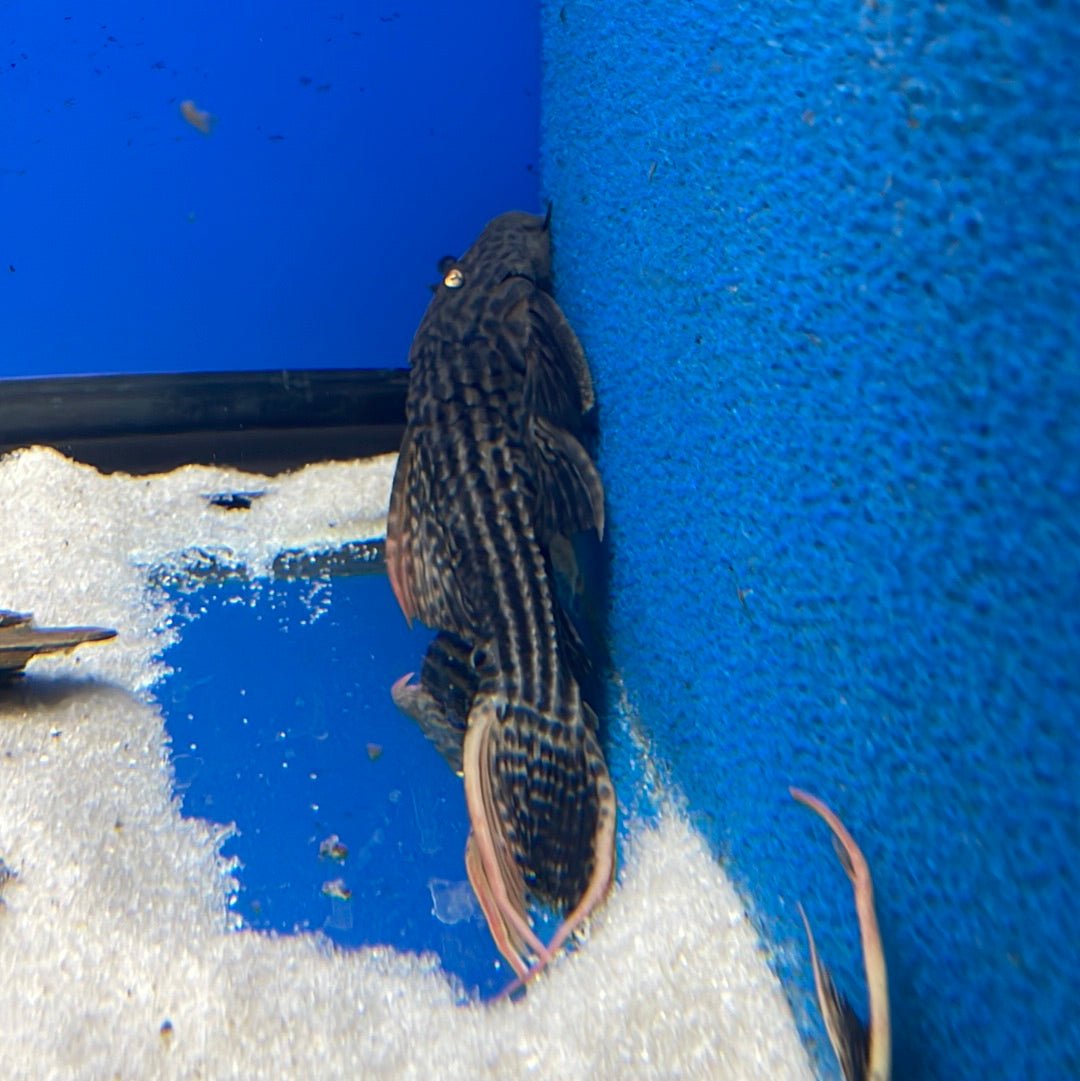 L025 Scarlet Cactus Pleco (Pseudacanthicus pirarara) - shop Imperial ...