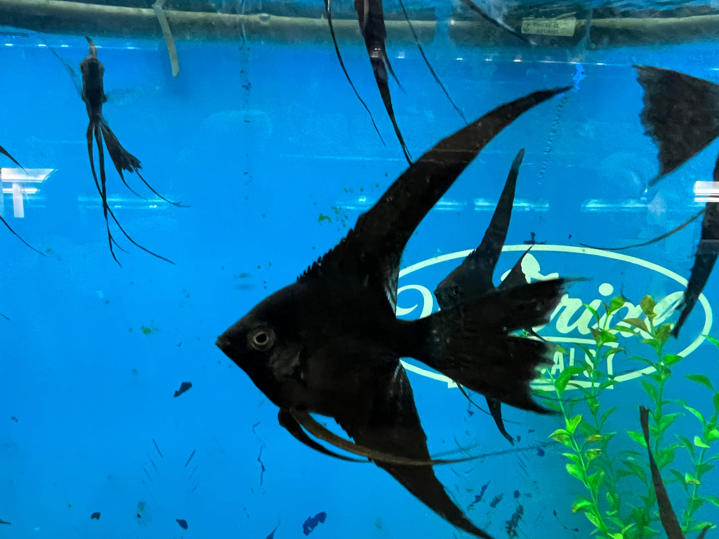Black Veil-Tail Angelfish