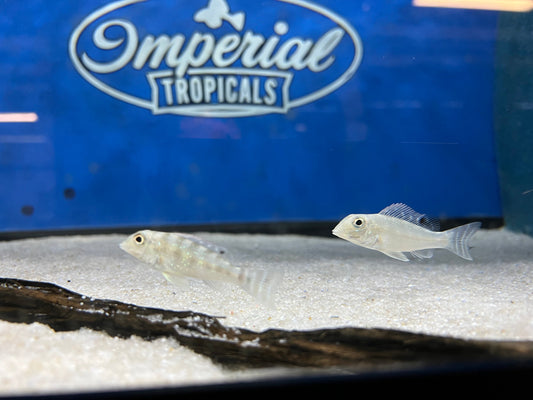 Retroculus xinguensis