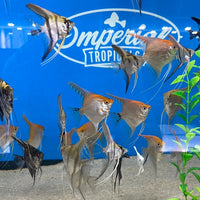 Assorted Angelfish